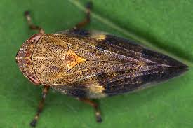 Attēlu rezultāti vaicājumam “Aphrophora alni nymph”