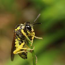 Attēlu rezultāti vaicājumam “Tenthredo campestris female”