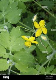 Attēlu rezultāti vaicājumam “Chelidonium majus leaf”