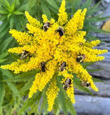 Attēlu rezultāti vaicājumam “Solidago canadensis fruit”