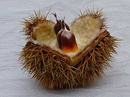 Attēlu rezultāti vaicājumam “Castanea sativa  fruit”