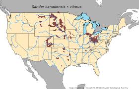 Image result for Sander canadensis/vitreus