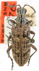 Attēlu rezultāti vaicājumam “Rhagium inquisitor”