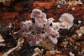 Attēlu rezultāti vaicājumam “Colloderma oculatum”