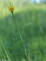 Image result for Tragopogon pratensis