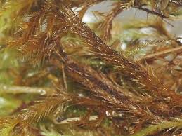 Attēlu rezultāti vaicājumam “Tomentypnum nitens”