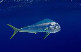 Image result for Coryphaena hippurus