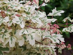 Attēlu rezultāti vaicājumam “Acer campestre flower”