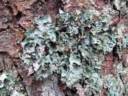 Attēlu rezultāti vaicājumam “Platismatia glauca”