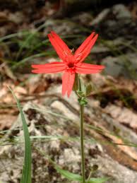 Attēlu rezultāti vaicājumam “Silene borysthenica bud”