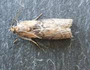 Attēlu rezultāti vaicājumam “Sciota adelphella”