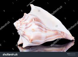 Image result for Aliger gigas