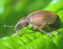 Attēlu rezultāti vaicājumam “Polydrusus mollis”