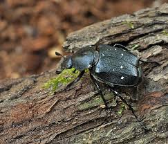 Attēlu rezultāti vaicājumam “Gnorimus variabilis”