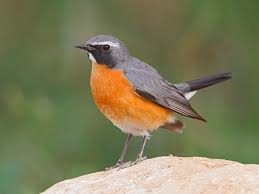 Image result for Irania gutturalis