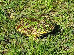 Image result for Ceratophrys ornata