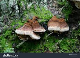 Attēlu rezultāti vaicājumam “Ischnoderma benzoinum”