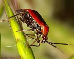 Attēlu rezultāti vaicājumam “Miridae”