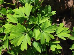 Attēlu rezultāti vaicājumam “Corydalis cava leaf”