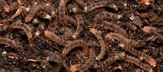 Attēlu rezultāti vaicājumam “Bibionidae”