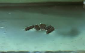 Attēlu rezultāti vaicājumam “Culex pipiens larva”