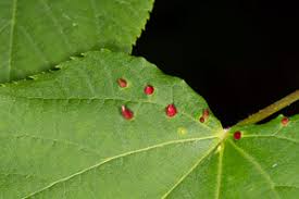 Attēlu rezultāti vaicājumam “Eriophyes tiliae”