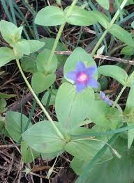 Attēlu rezultāti vaicājumam “Anagallis arvensis”