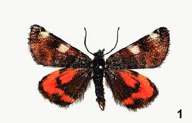 Attēlu rezultāti vaicājumam “Archiearis parthenias”