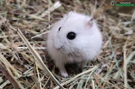 Image result for хомяк