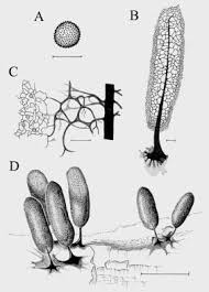 Attēlu rezultāti vaicājumam “Stemonitopsis subcaespitosa spores”