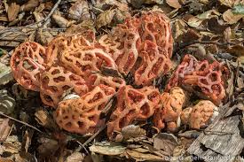 Attēlu rezultāti vaicājumam “Clathrus ruber”
