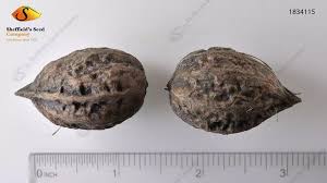 Attēlu rezultāti vaicājumam “Juglans ailanthifolia”