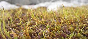 Attēlu rezultāti vaicājumam “Pogonatum dentatum macro”