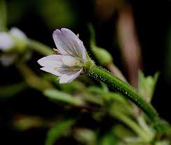 Attēlu rezultāti vaicājumam “Epilobium roseum flower”