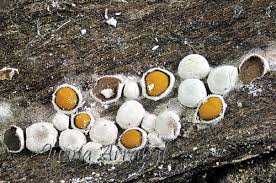 Attēlu rezultāti vaicājumam “Perichaena corticalis”