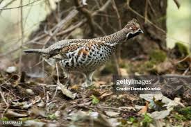 Attēlu rezultāti vaicājumam “Bonasa bonasia eggs”