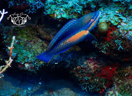 Image result for Scarus taeniopterus