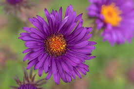 Image result for Aster novae-angliae