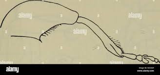 Attēlu rezultāti vaicājumam “Rhynchaenus lonicerae”