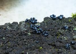 Attēlu rezultāti vaicājumam “Physarum bryomacrocarpum sessile”