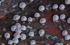 Attēlu rezultāti vaicājumam “Badhamia foliicola macro”