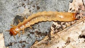 Attēlu rezultāti vaicājumam “Pyrochroidae larva”