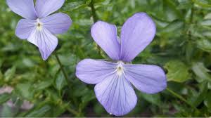 Image result for Viola cornuta