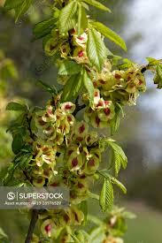 Attēlu rezultāti vaicājumam “Ulmus minor”