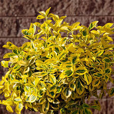 Attēlu rezultāti vaicājumam “Euonymus flower”