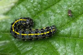 Attēlu rezultāti vaicājumam “Orthosia miniosa imago”