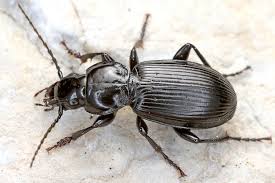 Attēlu rezultāti vaicājumam “Pterostichus aethiops”