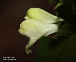 Attēlu rezultāti vaicājumam “Melampyrum sylvaticum”