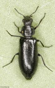 Attēlu rezultāti vaicājumam “Dasytidae”