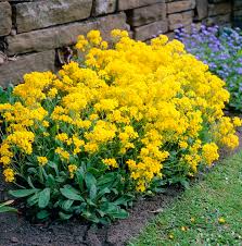 Image result for Alyssum saxatile